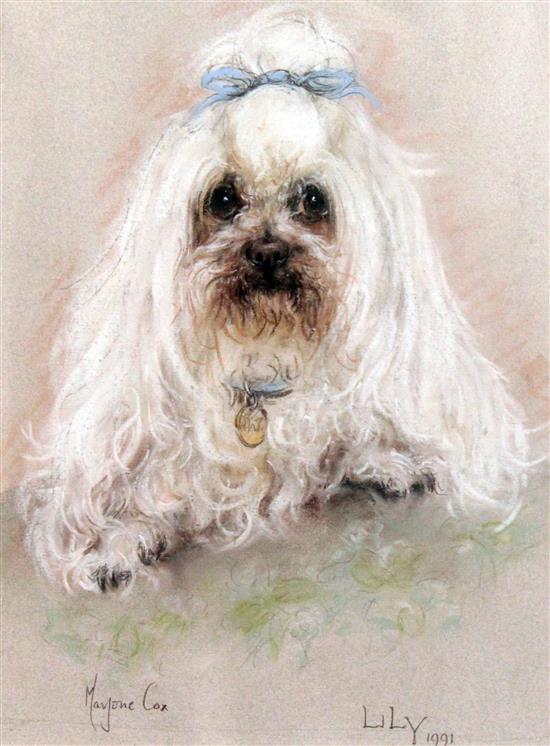 Marjorie Cox (20th C.) Portrait of a white poodle Lily, 14 x 10.5in.